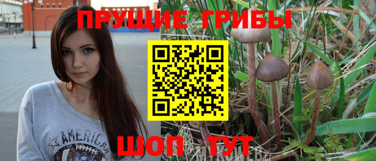 Псилоцибиновые грибы Psilocybe Советск