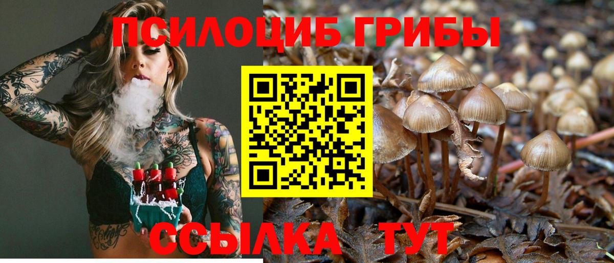 Советск  Псилоцибиновые грибы прущие грибы  Вход с VPN 